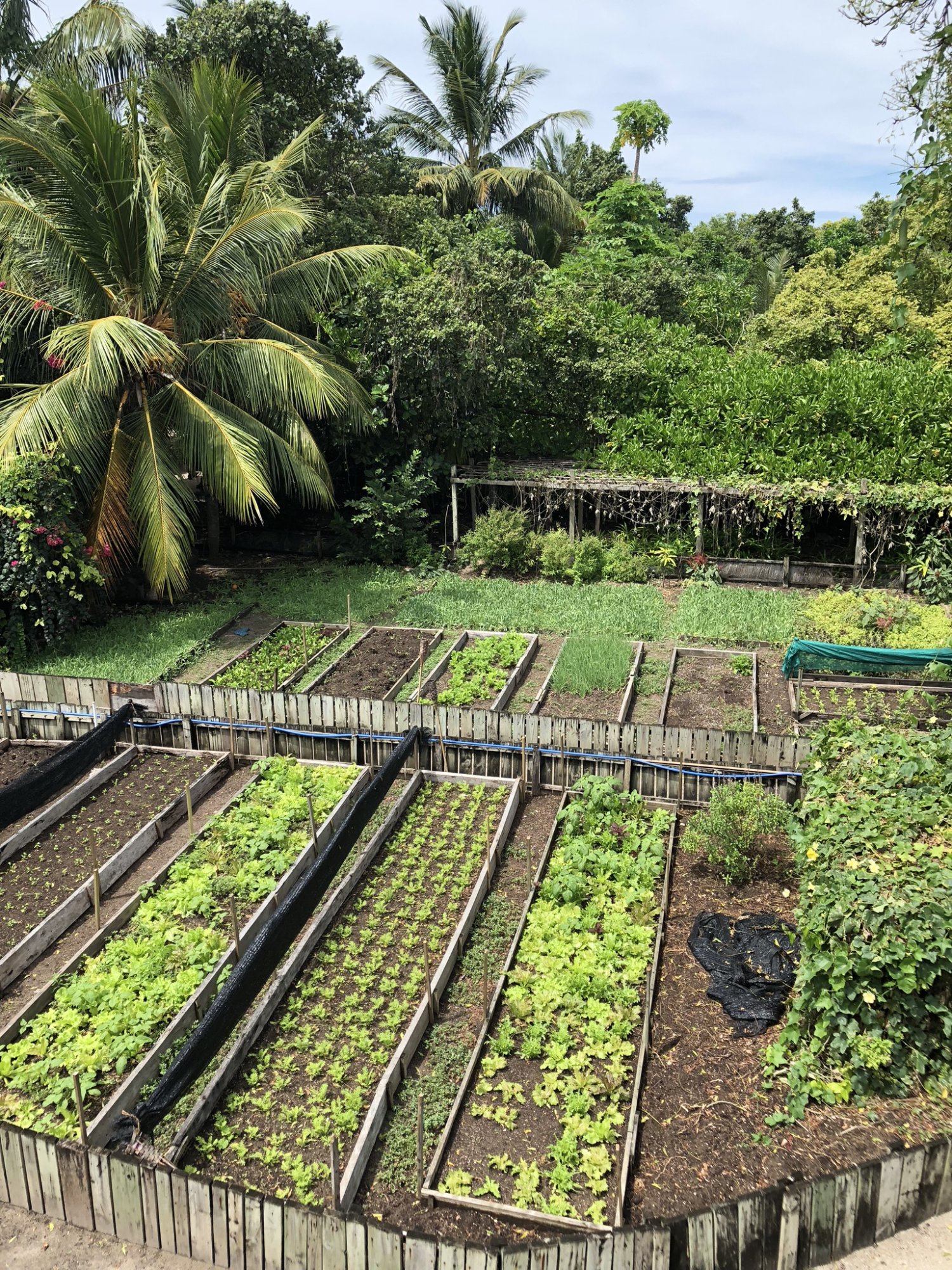 Soneva Fushi: Fresh in the Garden.