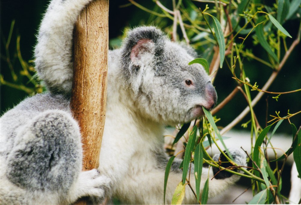 Add These Unique Dining Experiences To Your Australian Bucket List.